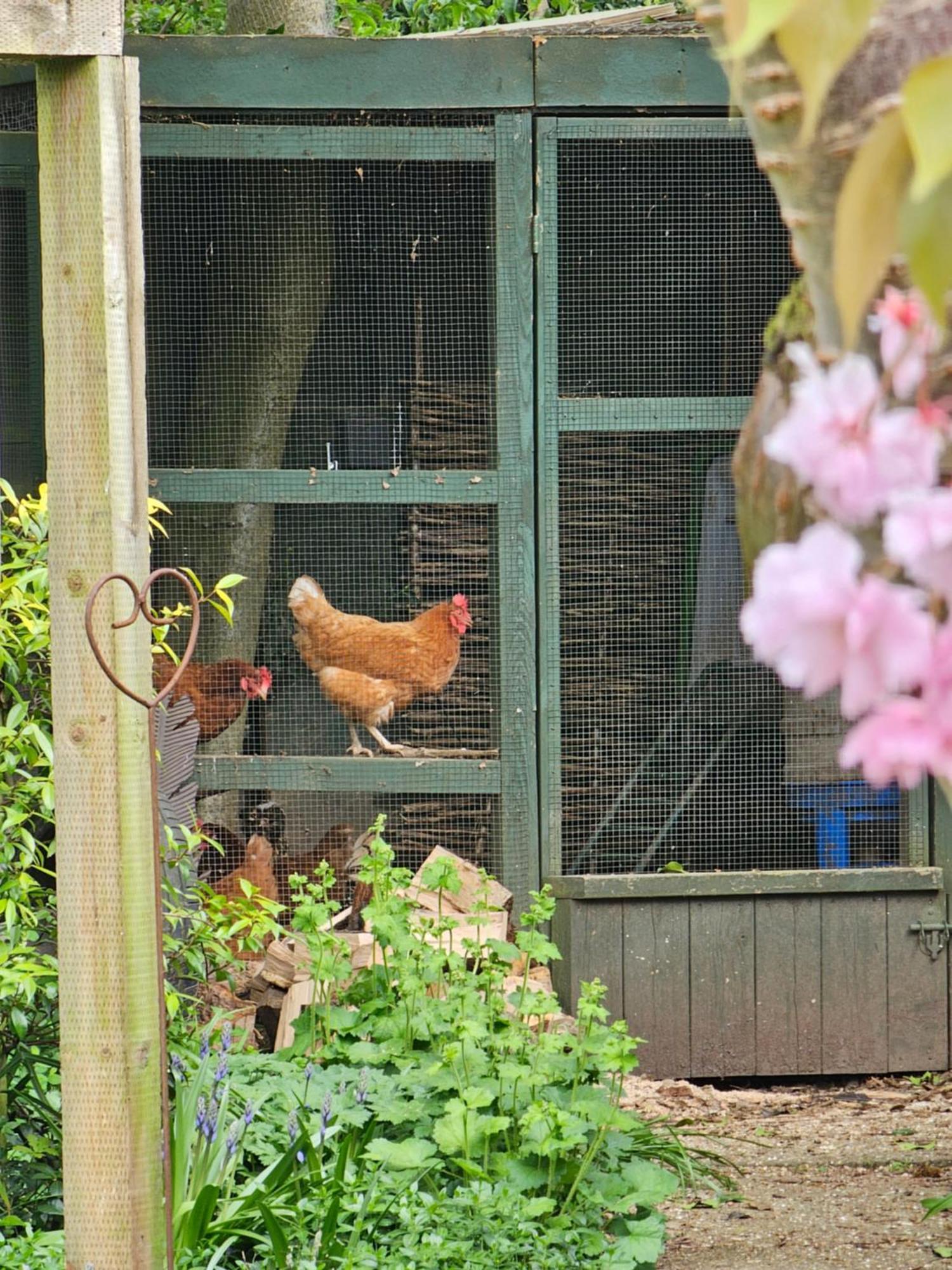Luxury Self Catering With Cosy Cabin & Sauna In Colchester Exterior photo